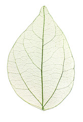 Papier peint photo Nervures de feuilles Decorative skeleton leaf isolated on white  © Africa Studio