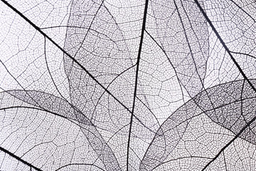 Papier peint photo Nervures de feuilles Decorative skeleton leaves background  © Africa Studio