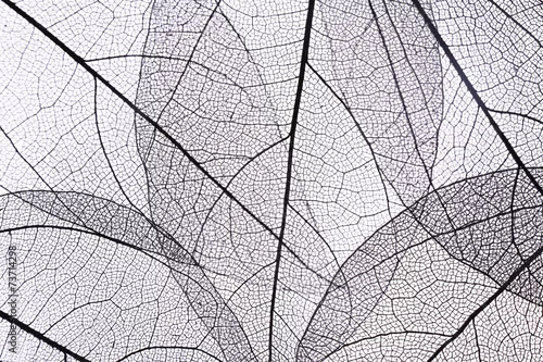 Obraz Ozdobny szkielet pozostawia tło