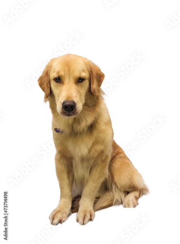 Full Length Golden Retriever