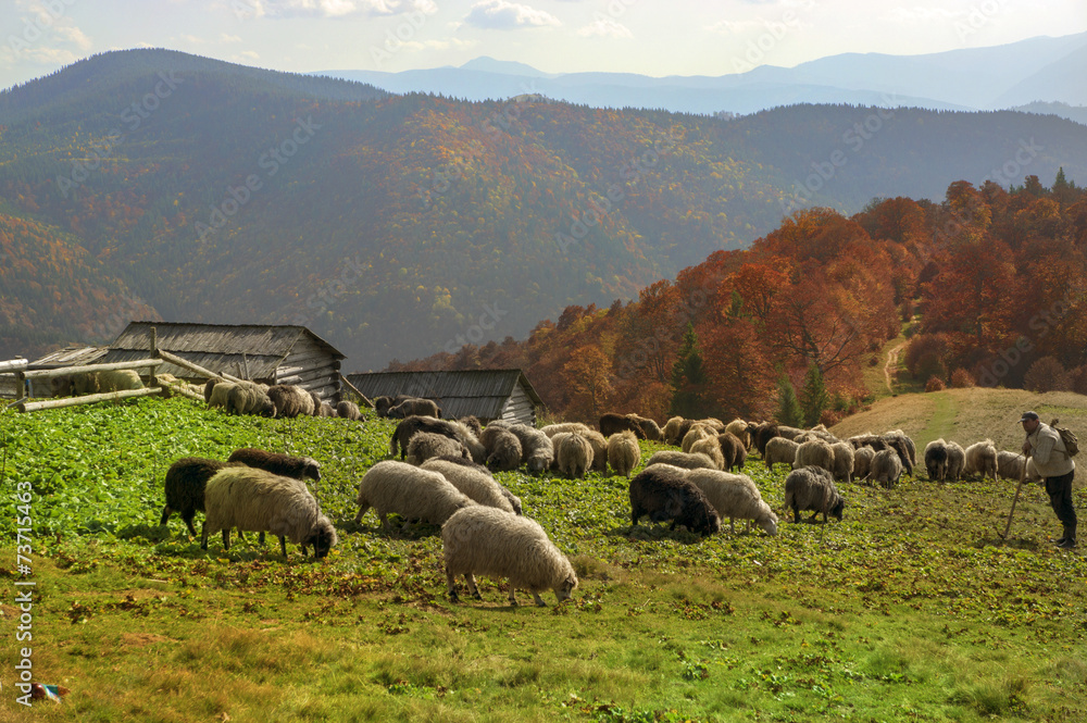 Fototapeta premium Transcarpathian pastures in autumn