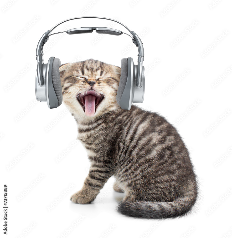 Fototapeta premium Singing cat or kitten in headphones listening to music isolated