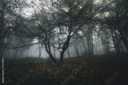 dreamy forest with fog