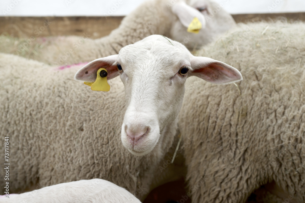 Sheep close up Sheep close up
