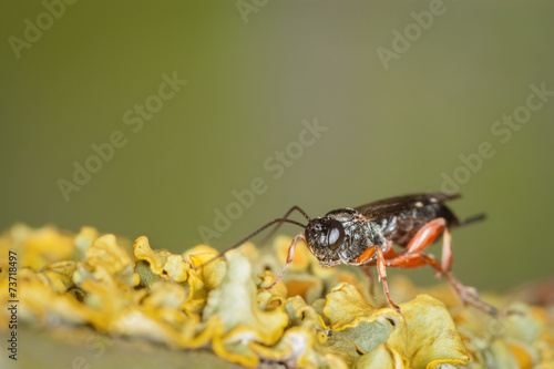 Ichneumon Wasp photo