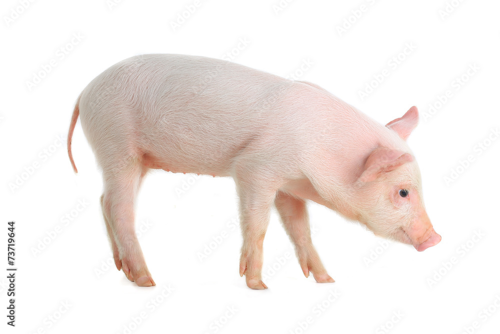 pig pig