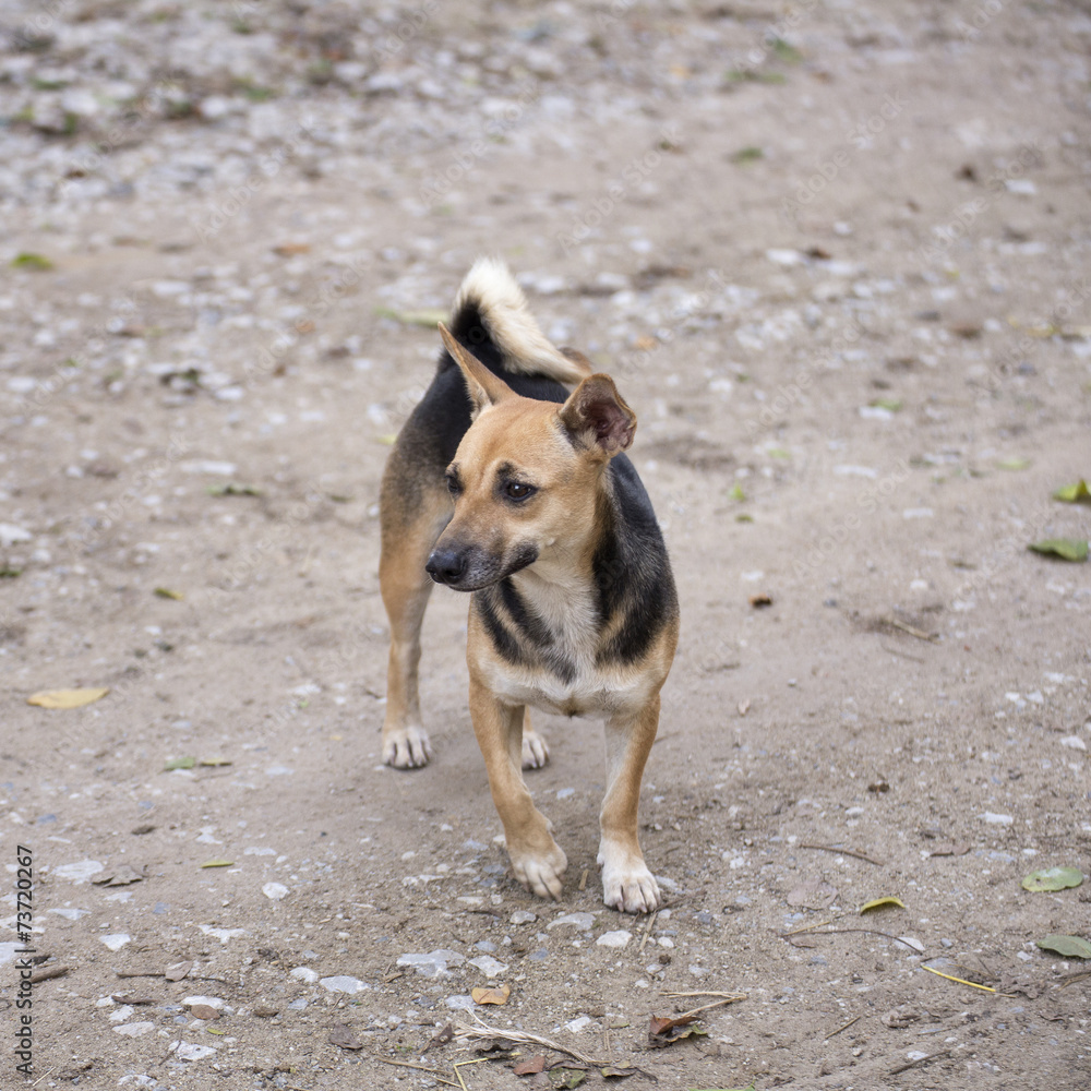 Cute dog Cute dog