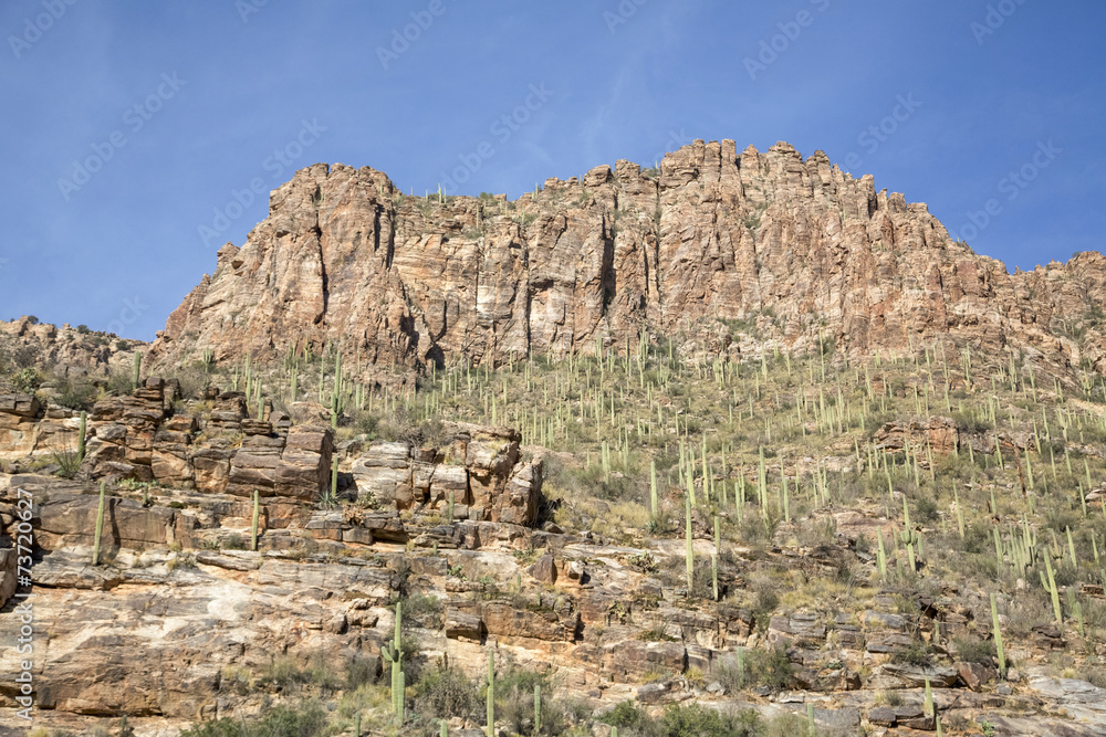 Saguaro Canyon