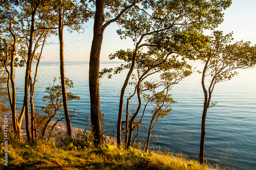 Fototapeta Naklejka Na Ścianę i Meble -  View forest Baltic sea