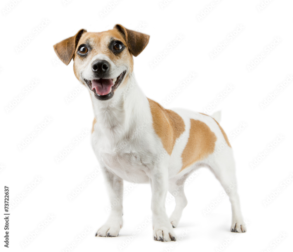 Dog Jack Russell Terrier in full length