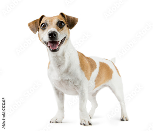 Canvas-taulu Dog Jack Russell Terrier in full length