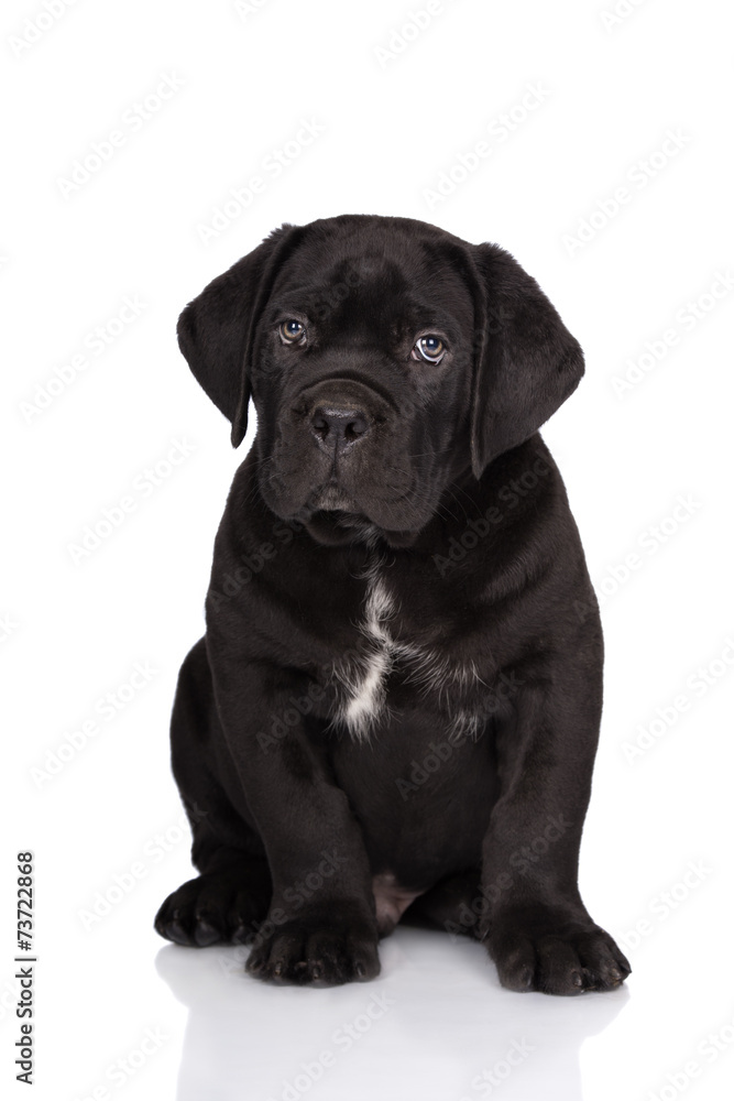 cane corso puppy sitting on white