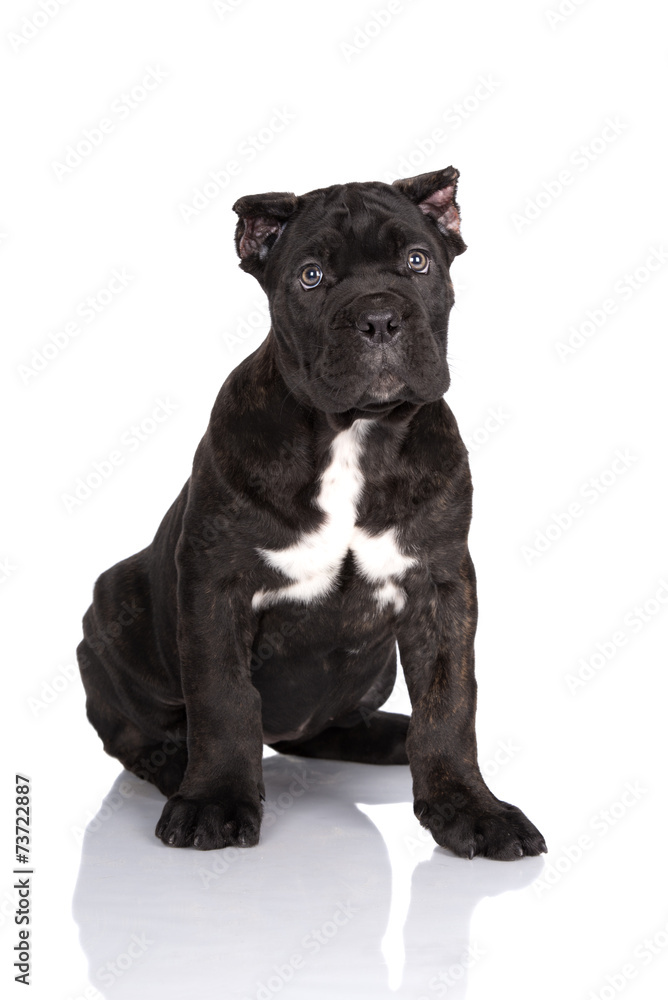 cane corso puppy with cropped ears