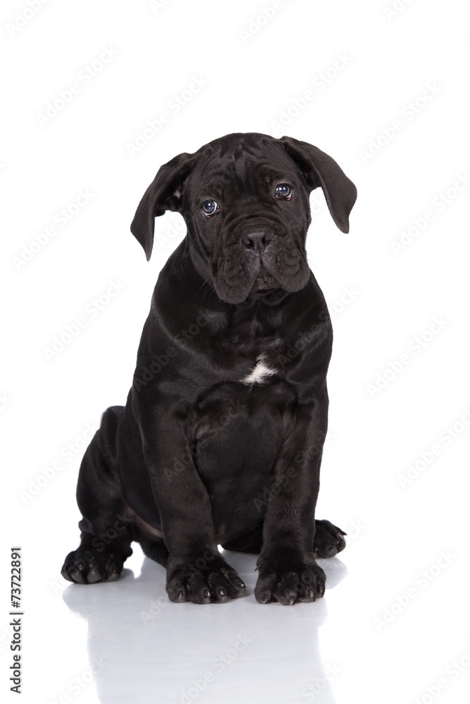 sad black cane corso puppy