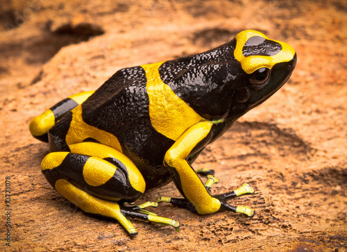 yellow banded poison arrow frog photo