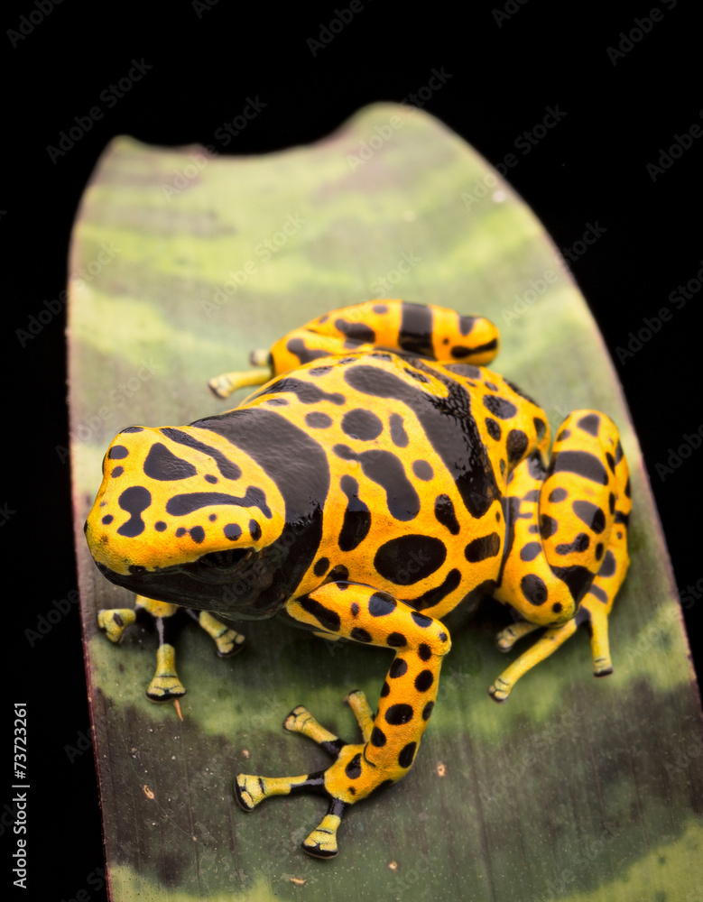 Fototapeta premium yellow banded poison frog