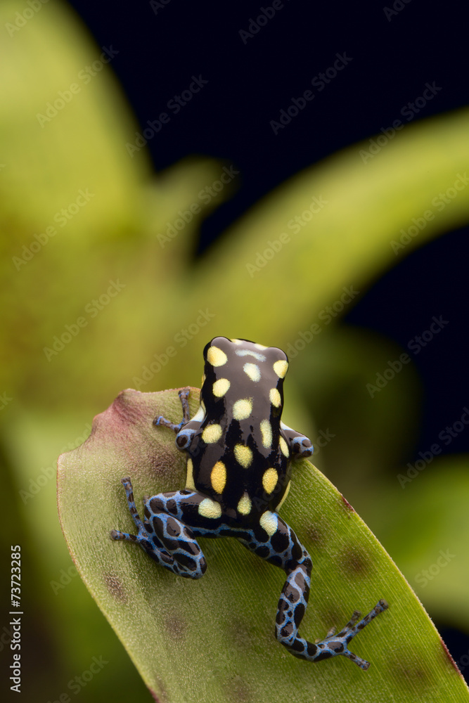 Fototapeta premium poison arrow frog