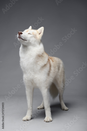 Portrait of siberian husky on gray background