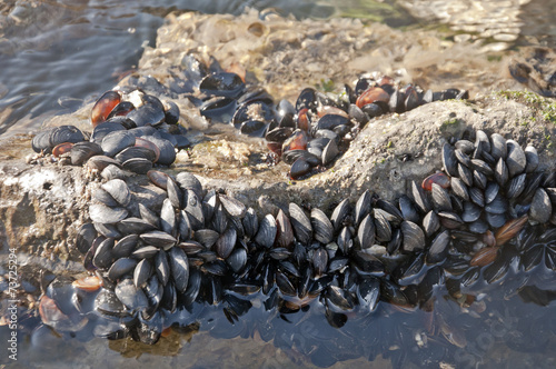 Pile of mussels in the sea