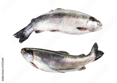 Fresh fish isolated on white