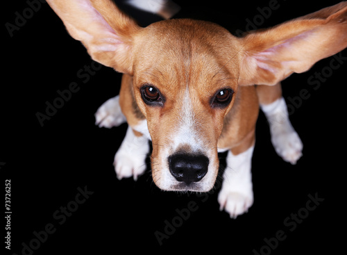 Beagle dog on dark background