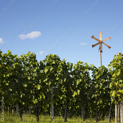 Vineyard background