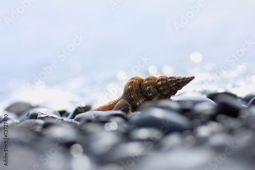 Conch in coastline