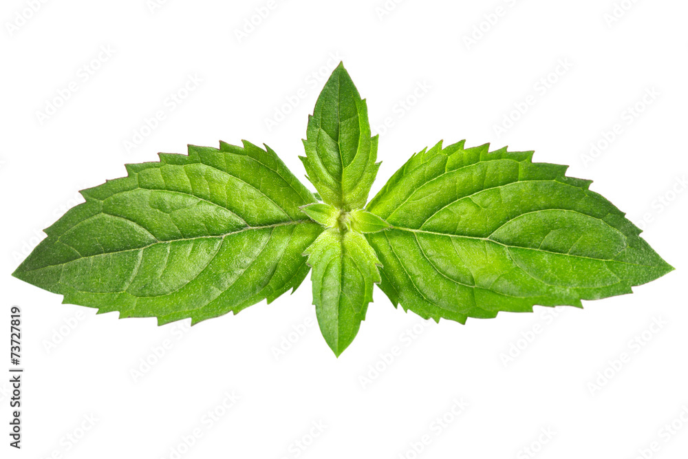 Fresh mint Fresh mint