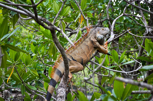 Iguana on a tree in its natural habitat
