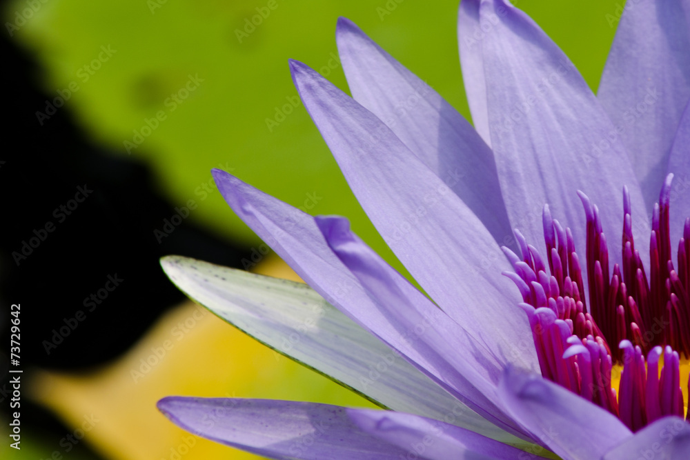 Fototapeta premium beautiful lotus in pond