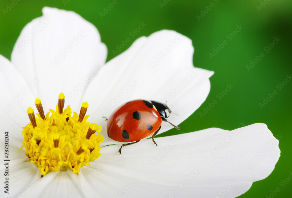 Ladybug - obrazy, fototapety, plakaty 