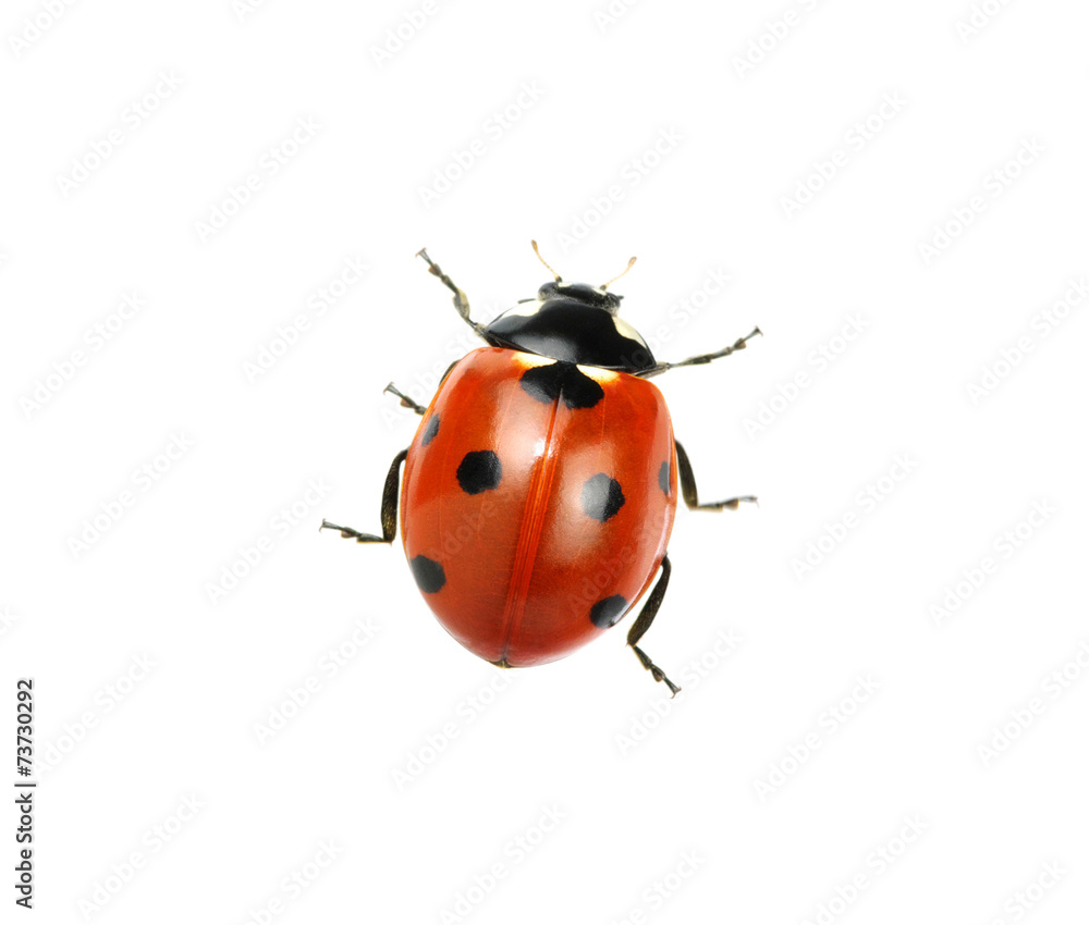 Ladybug Ladybug