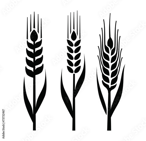 wheat icon