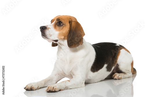 Beagle