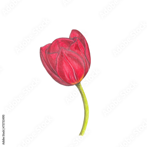 red tulip