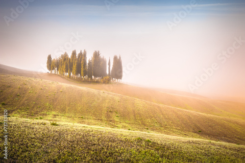 Tuscan cypress trees on the fields in a fantastic light of the r
