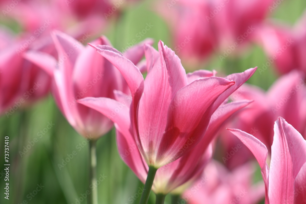 Rosa Tulpen im Gegenlicht