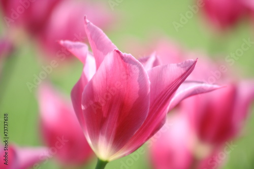 Rosa Tulpe im Gegenlicht
