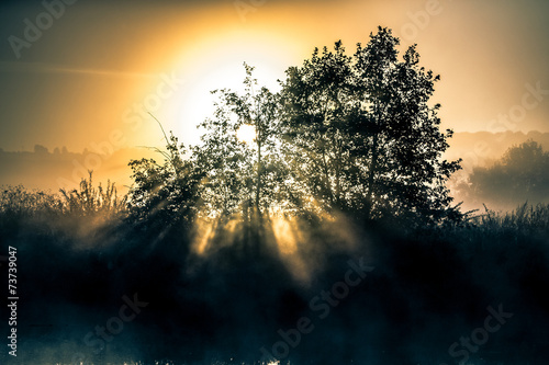 Fototapeta Naklejka Na Ścianę i Meble -  dawn light through the bush on the river bank