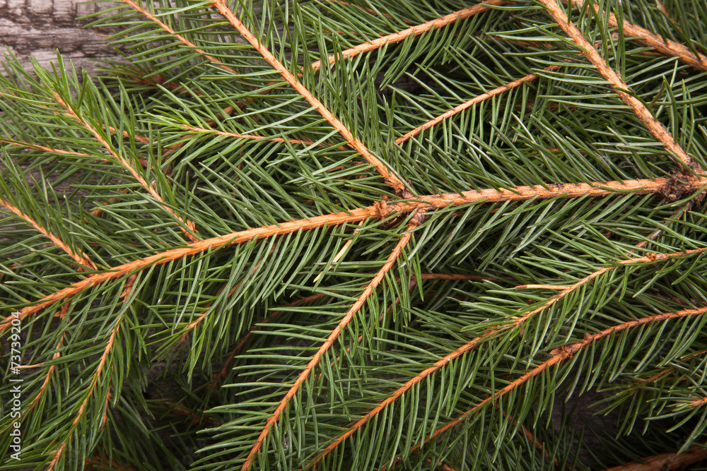Background of Christmas tree branches Background of Christmas tree branches