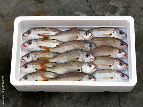 fresh mediterrean Blackspot Seabream