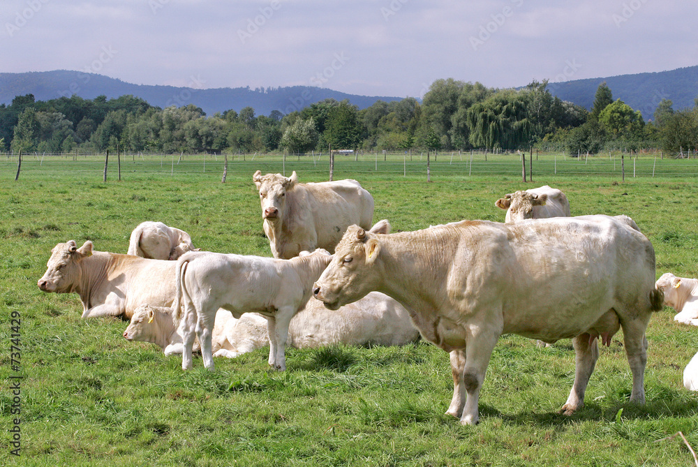 Charolais Rind