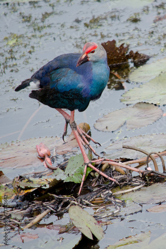 water bird on the leaf