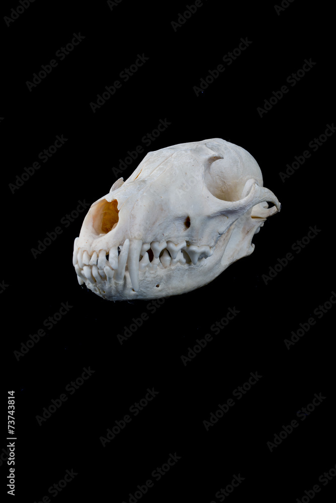 Naklejka premium Fox skull on a black background