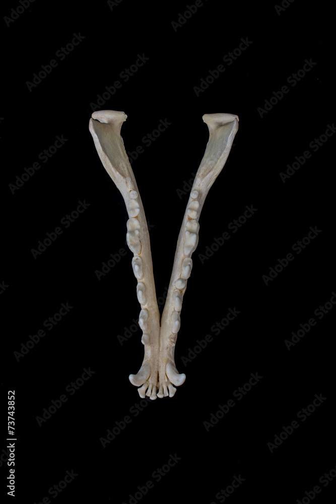 Lower jaw fox on a black background