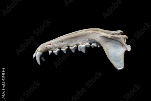 Lower jaw fox on a black background