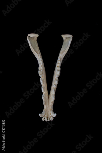 Lower jaw fox on a black background