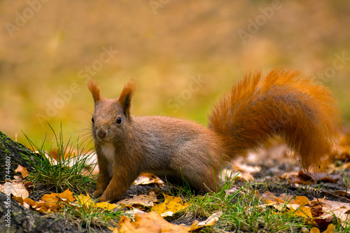 Obraz na płótnie Squirrel w salonie