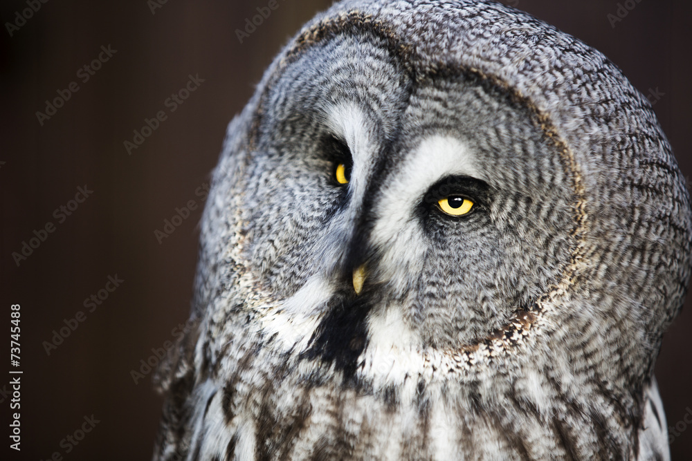 Obraz premium Great Grey Owl.
