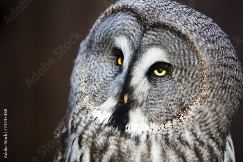 Great Grey Owl.